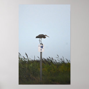 Poster du Grand Héron Bleu sur les signes