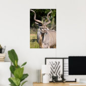 Poster du Grand Kudu (Bureau à domicile)