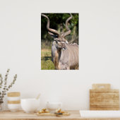 Poster du Grand Kudu (Cuisine)