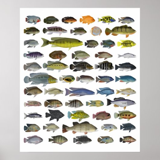 Poster du groupe Cichlid (Devant)