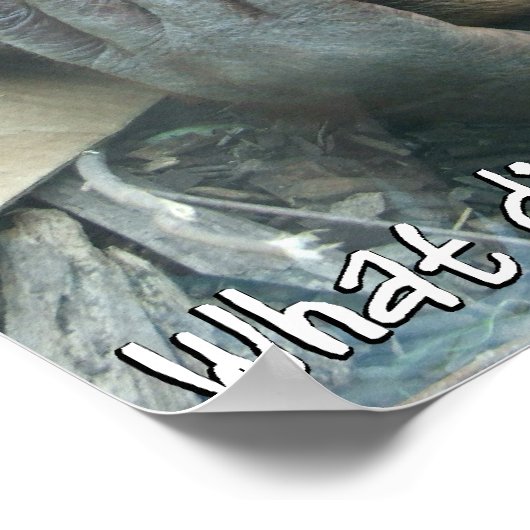 Poster du hangar d'Orangoutan (Coin)