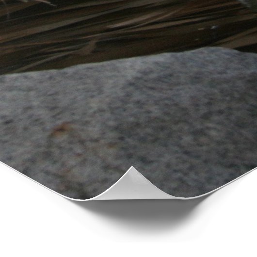 Poster du Héron bleu (Coin)