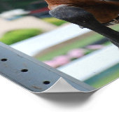 Poster du Hunter Horse Show (Coin)