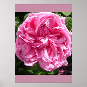 Poster du jardin de chou rose