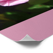 Poster du jardin de chou rose (Coin)