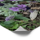 Poster du Jardin de Fleur violette Lavender Daisy (Coin)