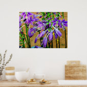 Poster du jardin de fleurs violettes Hosta (Cuisine)