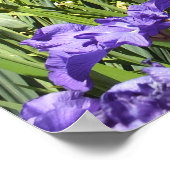 Poster du Jardin d'Iris violet (Coin)
