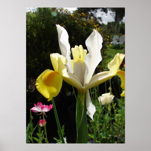 Poster du Jardin Fleuri Iris (Devant)