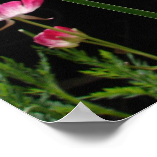 Poster du Jardin Fleuri Iris (Coin)