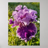 Poster du jardin fleuri Iris Irises (Devant)
