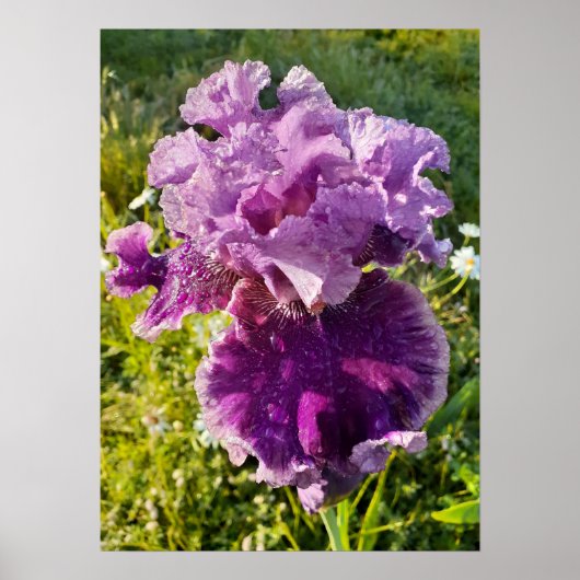 Poster du jardin fleuri Iris Irises (Devant)