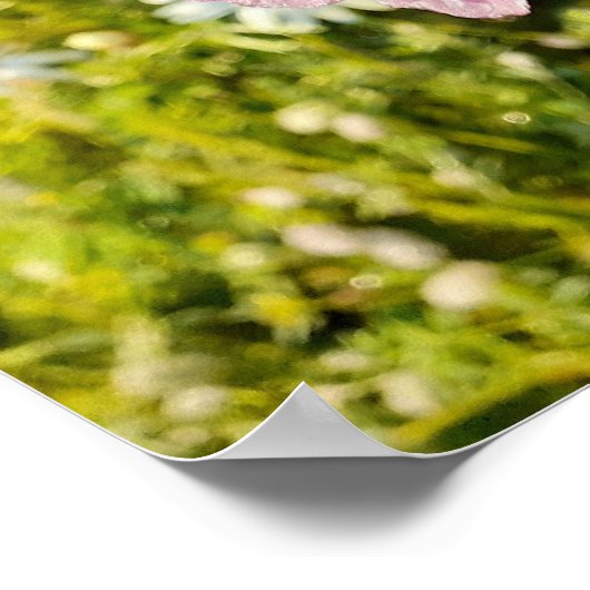 Poster du jardin fleuri Iris Irises (Coin)