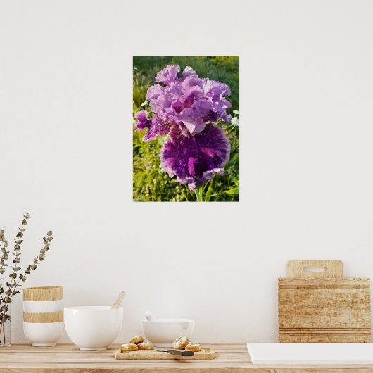 Poster du jardin fleuri Iris Irises (Cuisine)