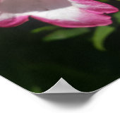 Poster du jardin fleuri Pink Penstem (Coin)