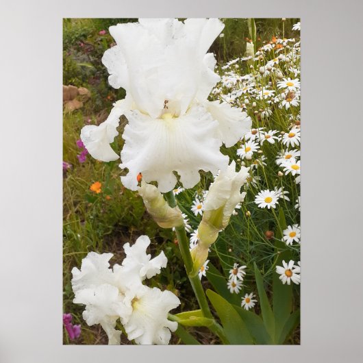 Poster du Jardin Floral Iris Blanc (Devant)