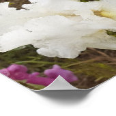 Poster du Jardin Floral Iris Blanc (Coin)