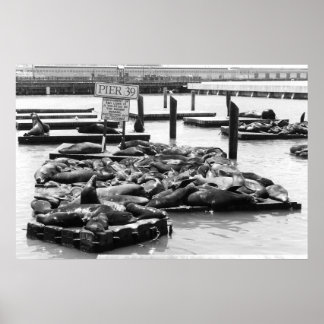 Poster du Jetée 39 Sea Lions