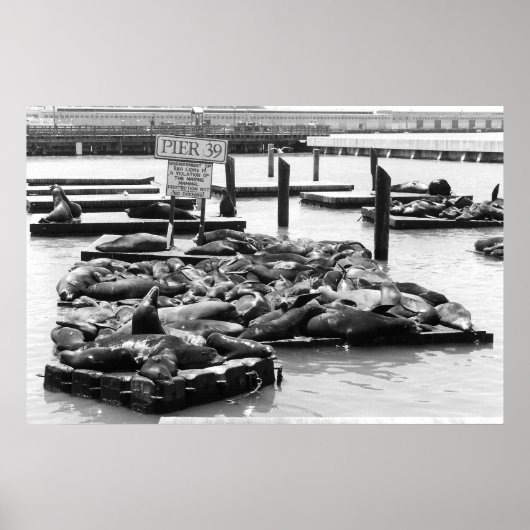 Poster du Jetée 39 Sea Lions (Devant)