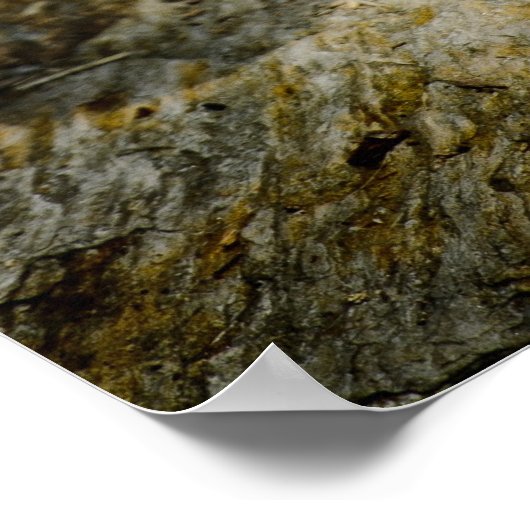 Poster du léopard au repos (Coin)