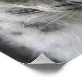 Poster du léopard des neiges (Coin)