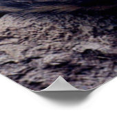 Poster du léopard des neiges (Coin)