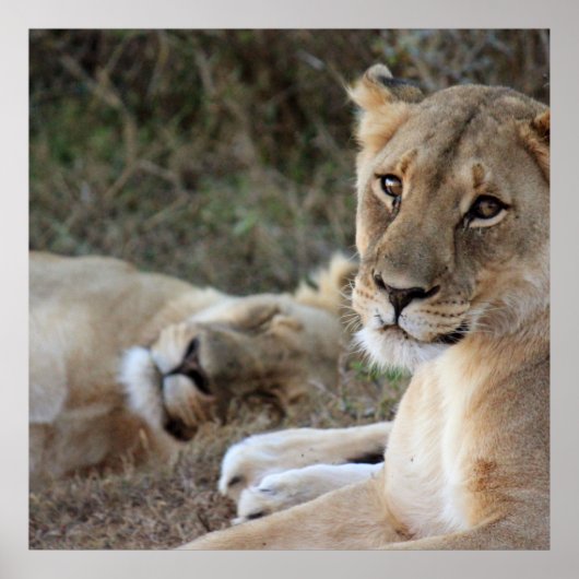 Poster du lion (Devant)