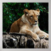 Poster du lion (Devant)