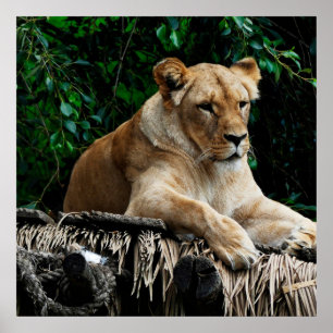 Poster du lion