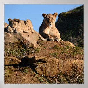 Poster du lion
