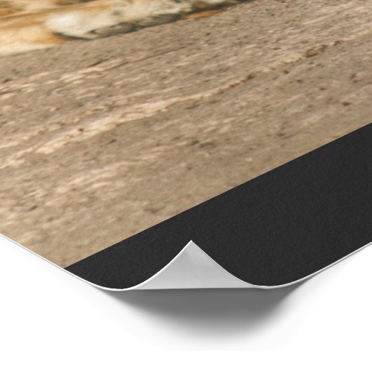 Poster du lion (Coin)