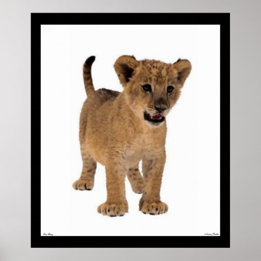 Poster du Lion Baby (Devant)