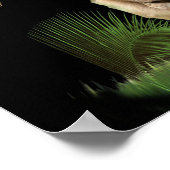 Poster du Lion de judah (Coin)