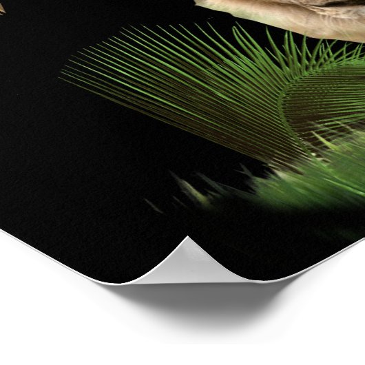 Poster du Lion de judah (Coin)