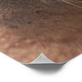 Poster du lion de la mer de Californie (Coin)