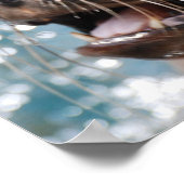 Poster du lion de mer (Coin)