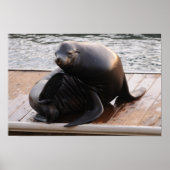 Poster du lion de mer (Devant)