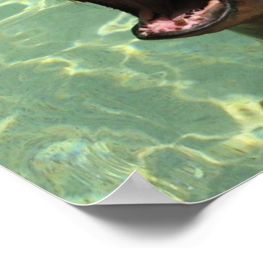 Poster du lion de mer de Chatty (Coin)