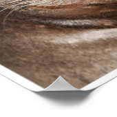 Poster du lion de mer doux (Coin)