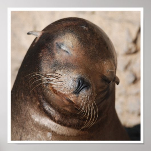Poster du lion de mer doux (Devant)