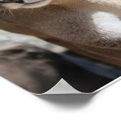 Poster du lion de montagne (Coin)