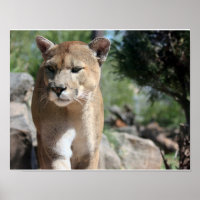 Poster du lion de montagne
