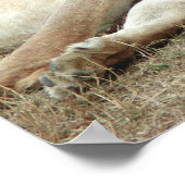 Poster du lion et de la lionne couchant (Coin)