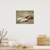 Poster du lion et de la lionne couchant (Cuisine)