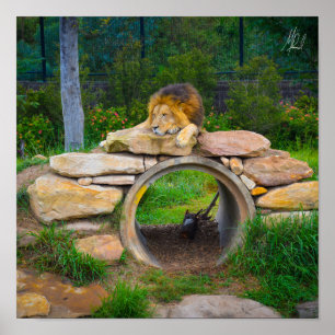 Poster du lion signé