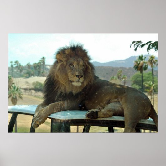 Poster du lion sur la voiture (Devant)