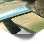 Poster du lion sur la voiture (Coin)