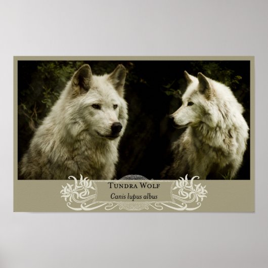 Poster du loup de toundra 11x17 (Devant)