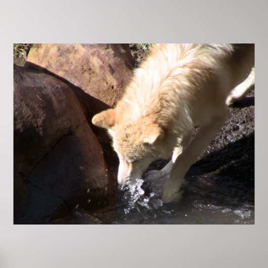 Poster du loup gris (Devant)