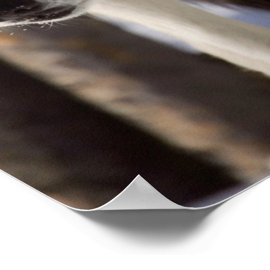 Poster du loup gris (Coin)